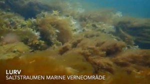 Problemet med fedtemøg i havet er ikke kun noget, Danmark kæmper med. Også langs norskekysten breder de fintrådede alger sig længere nordpå end tidligere, og forskere advarer nu om store mængder helt op til Lofoten og ud mod åbent hav, hvor de truer både tangskove, ålegræsenge og fiskens opvækstområder. Det viser, at udbredelsen af fedtemøg er et nordisk problem, der kan skade økosystemer og havmiljø på tværs af landegrænser. snapshot youtube