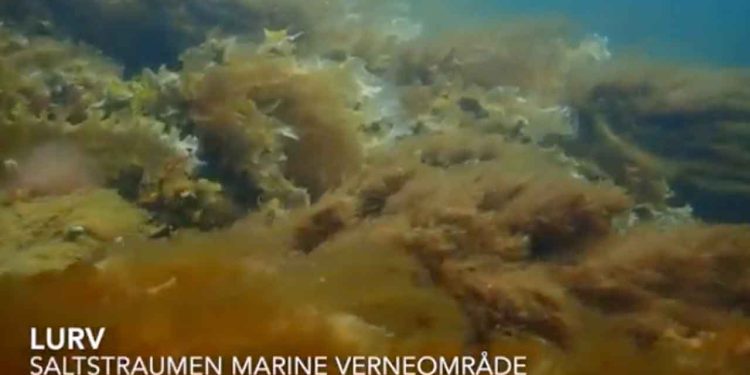 Problemet med fedtemøg i havet er ikke kun noget, Danmark kæmper med. Også langs norskekysten breder de fintrådede alger sig længere nordpå end tidligere, og forskere advarer nu om store mængder helt op til Lofoten og ud mod åbent hav, hvor de truer både tangskove, ålegræsenge og fiskens opvækstområder. Det viser, at udbredelsen af fedtemøg er et nordisk problem, der kan skade økosystemer og havmiljø på tværs af landegrænser. snapshot youtube