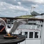 Måger er er stigende problem i byerne skriver Erik Kusk Larsen i et debatindlæg på fiskerforum.dk - foto FiskerForum.dk