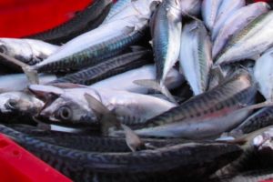 Kvote-konflikten i Nordatlanten spidser til: Boykot norske fisk og skaldyr foto: Europêche