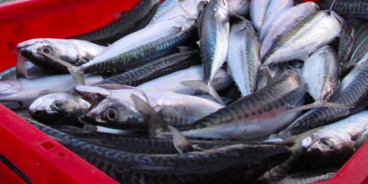 Read more about the article Kvote-konflikten i Nordatlanten spidser til: Boykot norske fisk og skaldyr