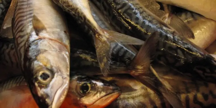 Read more about the article International fiskeriorganisation er foruroliget over norsk sololøb omkring makrelkvoten