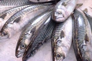 Island og Færøerne rokker sig ikke i makrelforhandlingerne.  Foto: Makrel EU