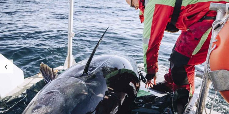 Et nyt studie har kortlagt oprindelsen og biologien bag tun i danske farvande, hvilket kan bane vejen for, at danske fiskere måske en dag kan få lov til at fiske denne eftertragtede art. foto: Erlend A Lorentzen Hi.no