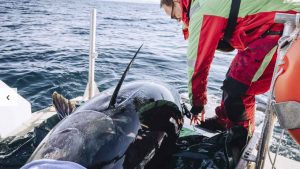 Projektleder Keno Ferter sikrer, at alt sidder korrekt, så mærket kan blive siddende i et helt år. Fotograf: Erlend A. Lorentzen / Havforskningsinstituttet.