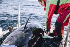 Projektleder Keno Ferter sikrer, at alt sidder korrekt, så mærket kan blive siddende i et helt år. Fotograf: Erlend A. Lorentzen / Havforskningsinstituttet.