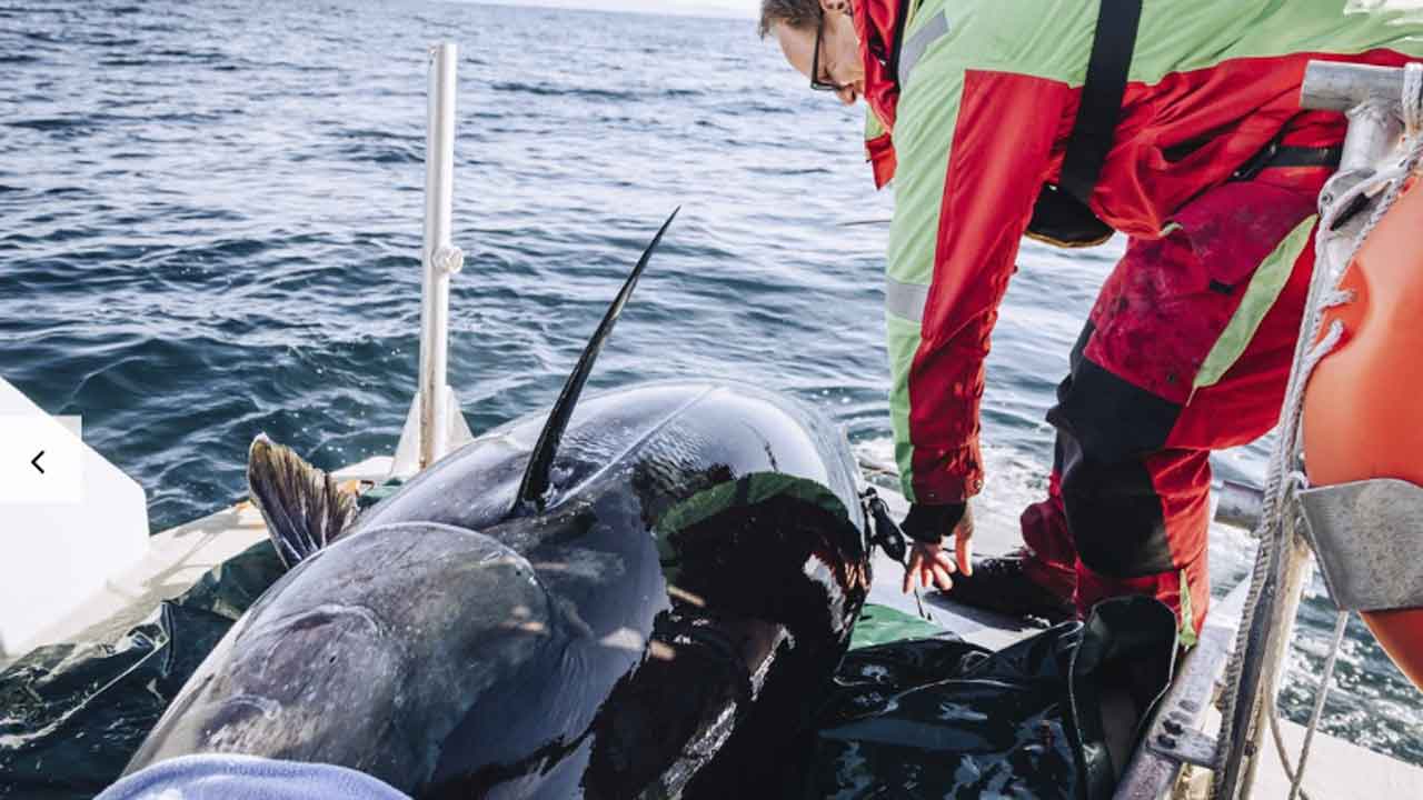 Read more about the article Video af verdens største fisk imponerende rejseaktivitet