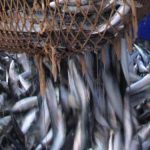 Makrelfiskeriet i Nordatlanten - Alle taber, siger islandsk fiskeriminister. foto: FiskerForum.com