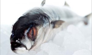 Islandsk fiskeindustri vil af med russisk handelsboykot.  arkivfoto: makrel