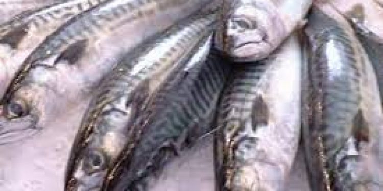 Færøerne: Der landes store mængder nordatlantiske Makrel til produktionen