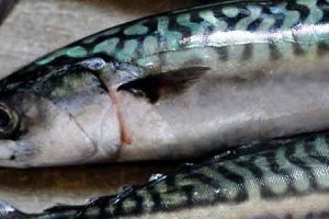 Den europæiske fiskerisektor er meget skuffet over den delvise aftale om makrel, som Storbritannien, Norge, Færøerne og Island har indgået. foto: Europeche