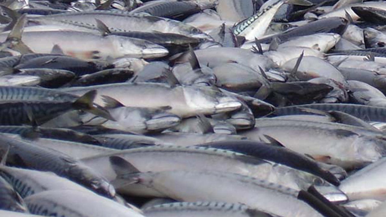 Read more about the article KNAPK anklager Naalakkersuisut for løftebrud i fordelingen af makrel-licenser