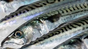 EU og Norge er i tiden involveret i en intens strid om makrelkvoter - foto FiskerForum.dk
