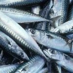 makrel - foto: Fiskur.fo