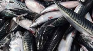 Det pelagiske fiskeri i Nordatlanten har i den seneste uge budt på et højt aktivitetsniveau for den færøske flåde. Makrelfiskeriet i UK-farvand har domineret landingerne på Færøerne, mens både blåhvilling og sild har givet store leverancer i henholdsvis færøske og norske havne. foto: Fiskur.fo