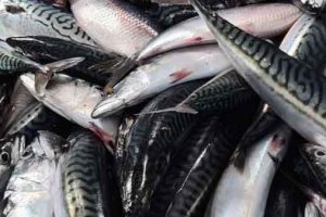 Det pelagiske fiskeri i Nordatlanten har i den seneste uge budt på et højt aktivitetsniveau for den færøske flåde. Makrelfiskeriet i UK-farvand har domineret landingerne på Færøerne, mens både blåhvilling og sild har givet store leverancer i henholdsvis færøske og norske havne. foto: Fiskur.fo