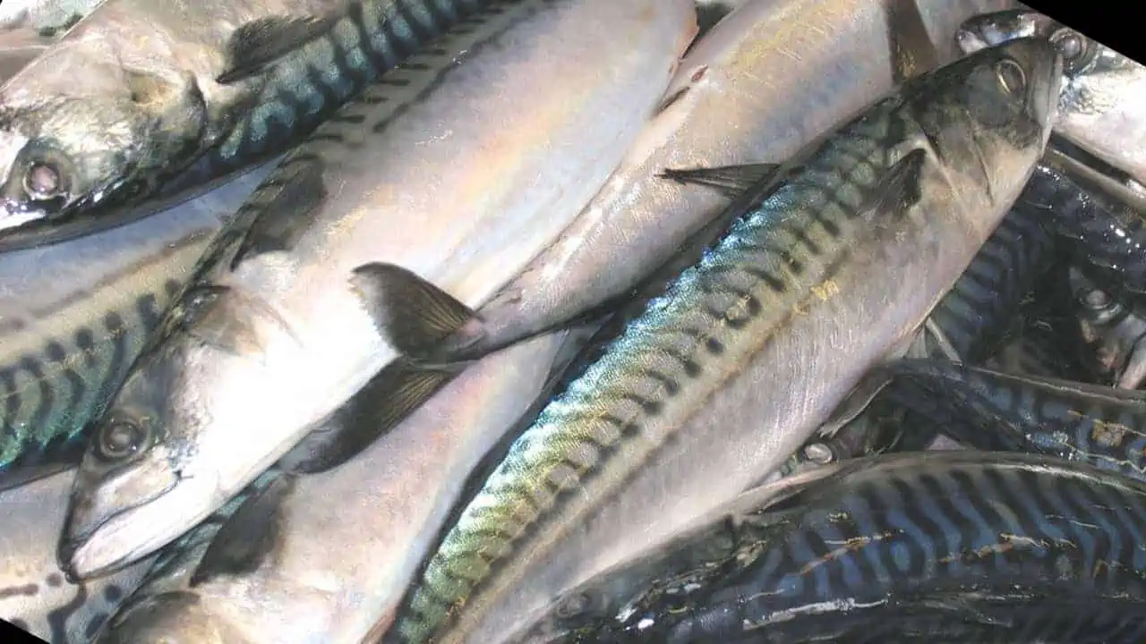Read more about the article Færøerne: Fortsatte landinger af makrel – mens andre venter på silden