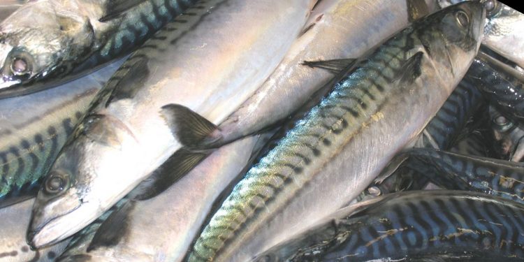 Read more about the article Færøerne: Makrellen fiskes nu i internationalt farvand