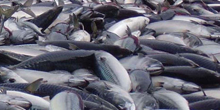 Filetering af markel er en videnskab  arkivfoto: makrel - FiskerForum.dk