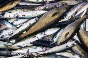 NORGE: Indtægter fulgte ikke stigning i pelagisk eksport  Arkivfoto: makrel - FiskerForum.dk