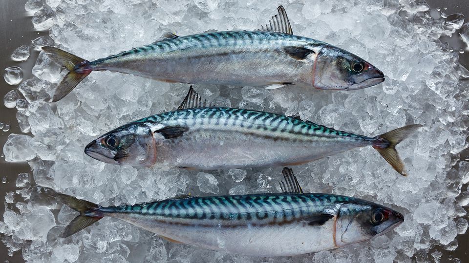 Read more about the article Nordøstatlantisk makrel, atlanto-skandisk sild og blåhvilling er både truet af overfiskeri og klimaforandringer
