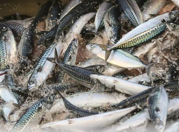 Read more about the article Færøerne: Norske fartøjer lander makrel fra fiskeri i UK farvand