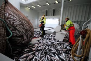 Makrelrapporten for 2020 ligger nu klar - foto: hi.no Leif Nøttestad