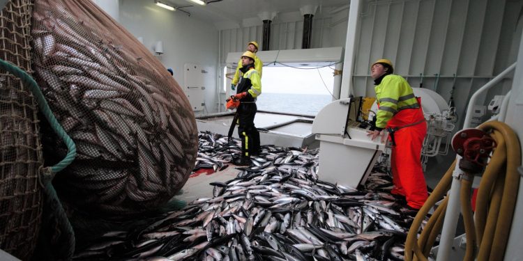 Makrelrapporten for 2020 ligger nu klar - foto: hi.no Leif Nøttestad