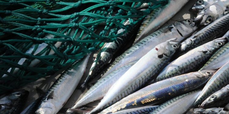 Hundrede tusinde tons pelagiske fisk tabes sandsynligvis i det Nordatlantiske fiskeri