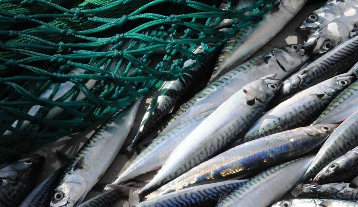 Read more about the article Hundrede tusinde tons pelagiske fisk tabes sandsynligvis i det Nordatlantiske fiskeri