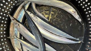 En anden sjælden gæst var makrel-gedde, som normalt findes længere sydpå i Atlanterhavet. Ét trawl-hal gav hele 250 stk., og der blev også fanget enkelte ved andre stationer.
foto: Are Salthaug HI