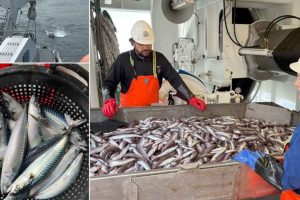 Det årlige makreltogt i Nordøst-Atlanten er godt i gang, og indtil videre tyder det på, at mængden af makrel ligger nogenlunde på niveau med sidste år. foto: Are Salthaug HI