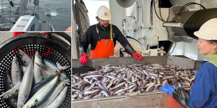 Det årlige makreltogt i Nordøst-Atlanten er godt i gang, og indtil videre tyder det på, at mængden af makrel ligger nogenlunde på niveau med sidste år. foto: Are Salthaug HI