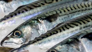 Det pelagiske fiskeri er nu skiftet til næsten udelukkende at gå efter makrel. arkivfoto FiskerForum.dk