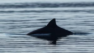 Nu påbörjas den andra inventeringen någonsin av den akut hotade Östersjötumlaren. Populationen har bara räknats en gång tidigare, för tolv år sedan. Då bestod den endast av runt 500 individer. Det internationella projektet koordineras av forskare vid Naturhistoriska riksmuseet i Stockholm. Foto: Håkan Aronsson.