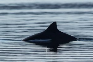 Nu påbörjas den andra inventeringen någonsin av den akut hotade Östersjötumlaren. Populationen har bara räknats en gång tidigare, för tolv år sedan. Då bestod den endast av runt 500 individer. Det internationella projektet koordineras av forskare vid Naturhistoriska riksmuseet i Stockholm. Foto: Håkan Aronsson.