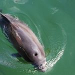 Samarbejde mellem fiskere og havforskere giver nu ret præcise tal for bifangst af marsvin foto: Wikip