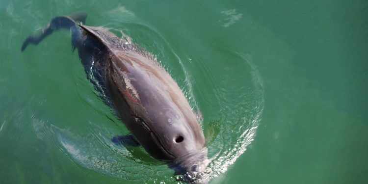 Samarbejde mellem fiskere og havforskere giver nu ret præcise tal for bifangst af marsvin foto: Wikip