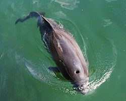 Forskere slår alarm - der dør alt for mange marsvin i fiskernes garn foto: Wikipedia