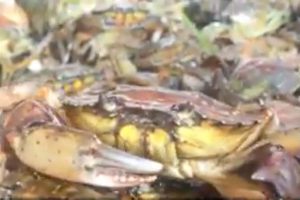 Er naturen ude af balance ? Foto: der er masser af krabber i de danske farvande - Dr.p4