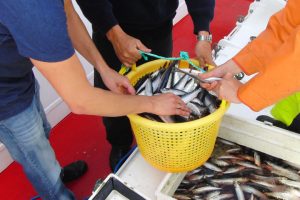Den Nordjyske Fiskeindustri efterspørger uddannede