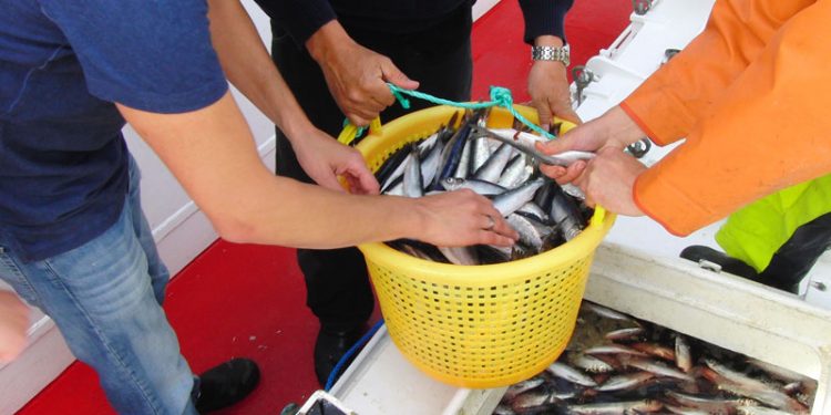 Den Nordjyske Fiskeindustri efterspørger uddannede