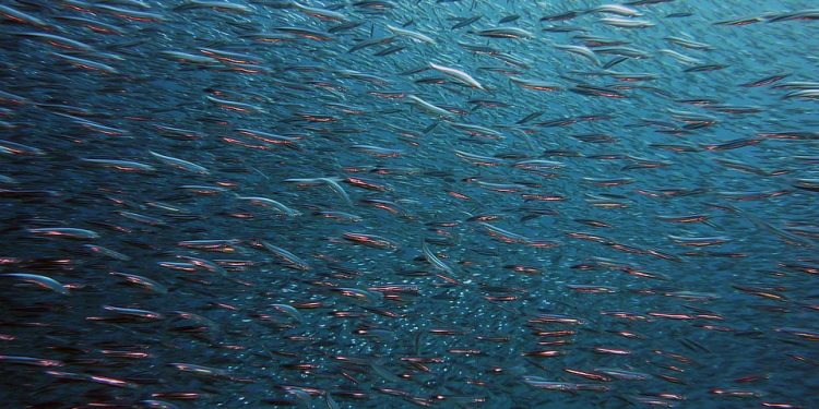 Fiskene flytter sig pga. klimaændringer og varmere havvand