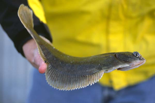 Read more about the article Handlingsplan til 40 mio kroner skal forbedre fiskebestandene