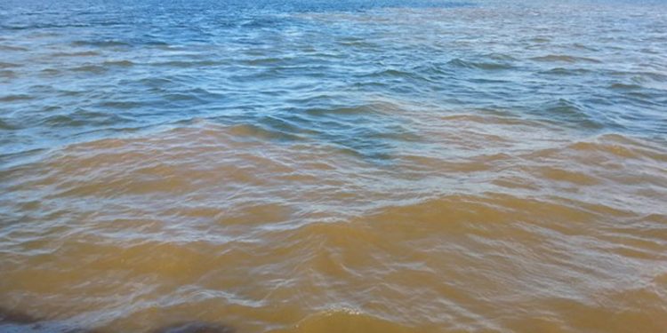 Hvorfor lyser havet op Foto: fra det lidt uappetitlige  brun-røde algesuppe til et usædvanligt smukt naturfænomen med lysende klart vand