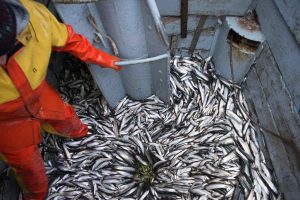 Pelagiske fiskere går efter MSC-mærke på sild og brisling fra Østersøen   Foto: Sildefiskeri - Lenagangssmann MSC