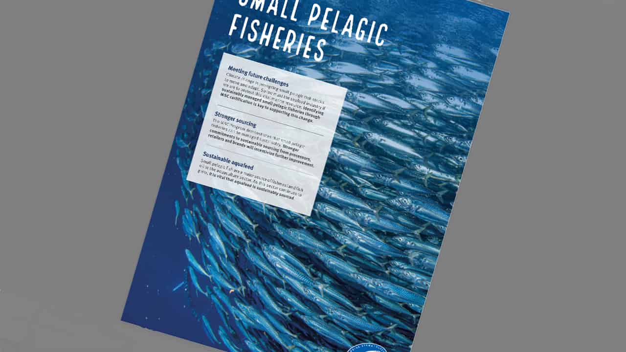 Læs mere om MSC’s arbejde med pelagiske fiskerier i vores rapport (på engelsk) her: