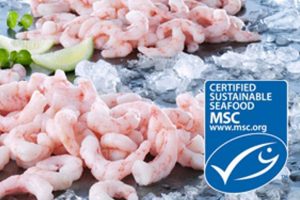 Vestgrønlandsk rejefiskeri sikret MSC-mærkning yderligere fem år. foto: MSC certificerede grønlandske rejer - Royal Greenland