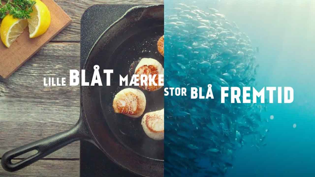 Read more about the article Det lille blå mærke med den store blå fremtid
