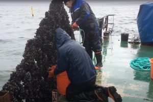 Fødevareministeriet slår bremserne i mht. muslingebanker i Limfjorden foto: muslinger - GUDP Fødevareministeriet